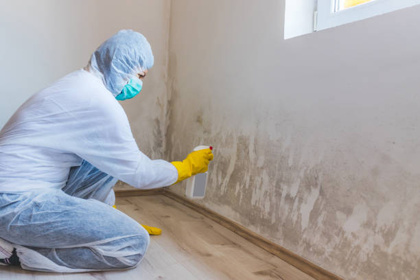 Licensed Mold Remediation service in Lawrenceville, IL - WQB Mold Removal